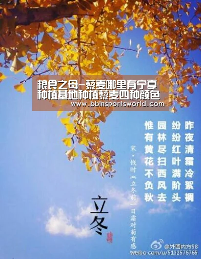 粮食之母-藜麦哪里有宁夏种植基地种植藜麦四种颜色供选择:BBIN下载,BBIN电竞,BBIN直播,BBIN国际厅(图1) BBIN下载,BBIN电竞,BBIN直播,BBIN国际厅