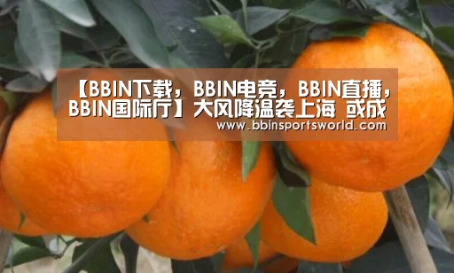 【BBIN下载,BBIN电竞,BBIN直播,BBIN国际厅】大风降温袭上海 或成沪龙年首个寒潮蓝色预警(图2) BBIN下载,BBIN电竞,BBIN直播,BBIN国际厅